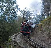 ‘Prince’ at Tyler’s Curve early on Saturday morning.      (15/10/2005)